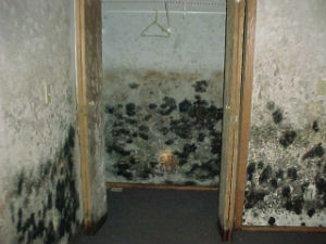mold remediation restoration services actual job